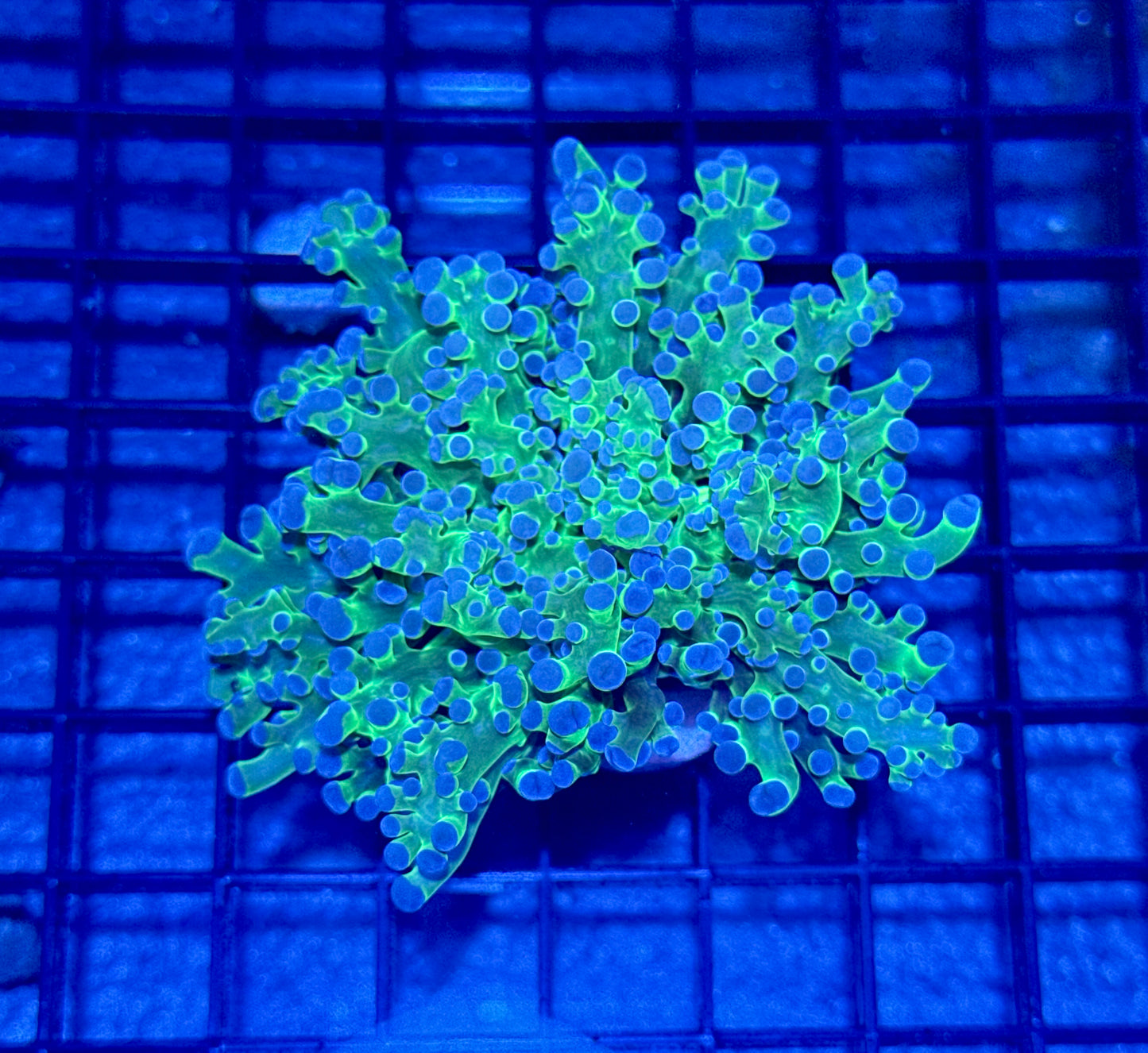Purple Tipped Frogspawn Branching