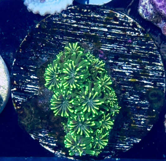 Galaxia Frag