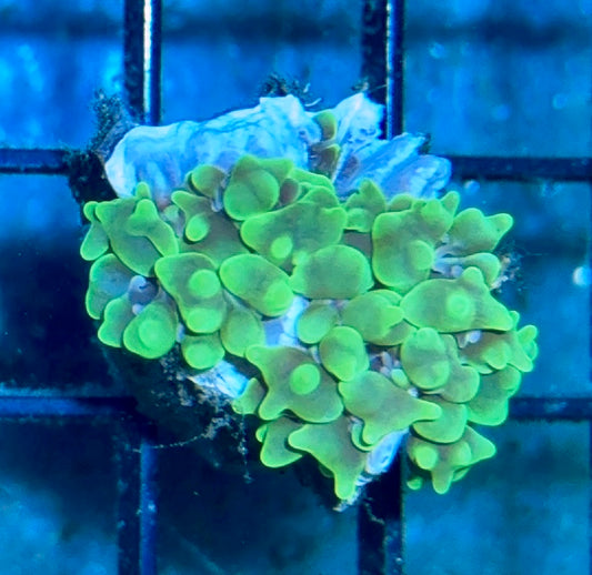 Bubble Coral Frag