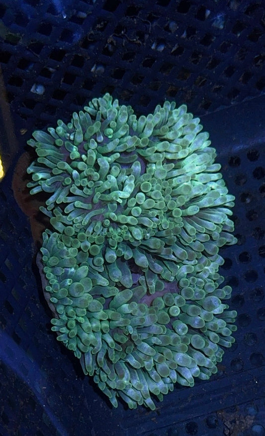 Green Bubble Tip Anemone