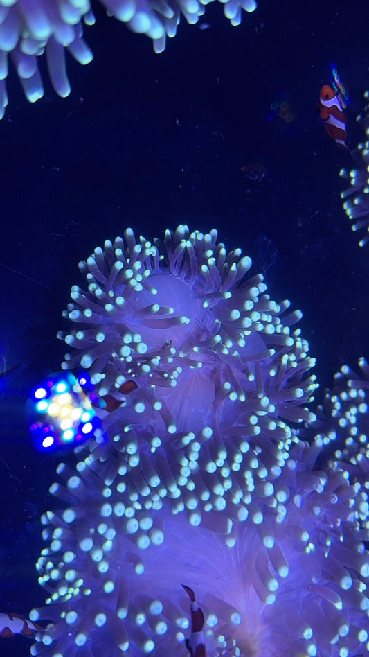 Ritteri Anemone