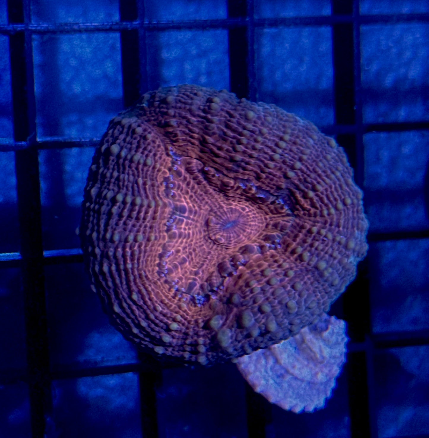 Lobo Frag