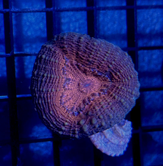 Lobo Frag