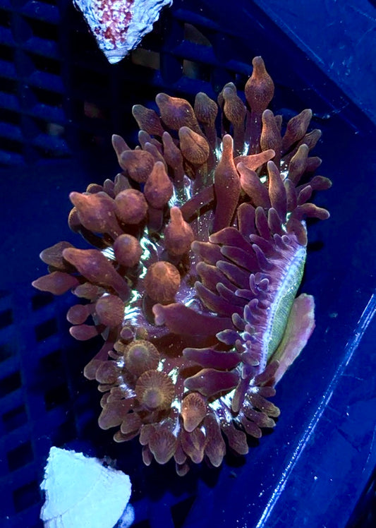 Red Bubble Tip Anemone 2.5”