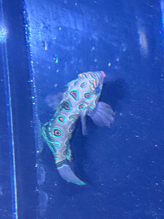 Green Spot Mandrian