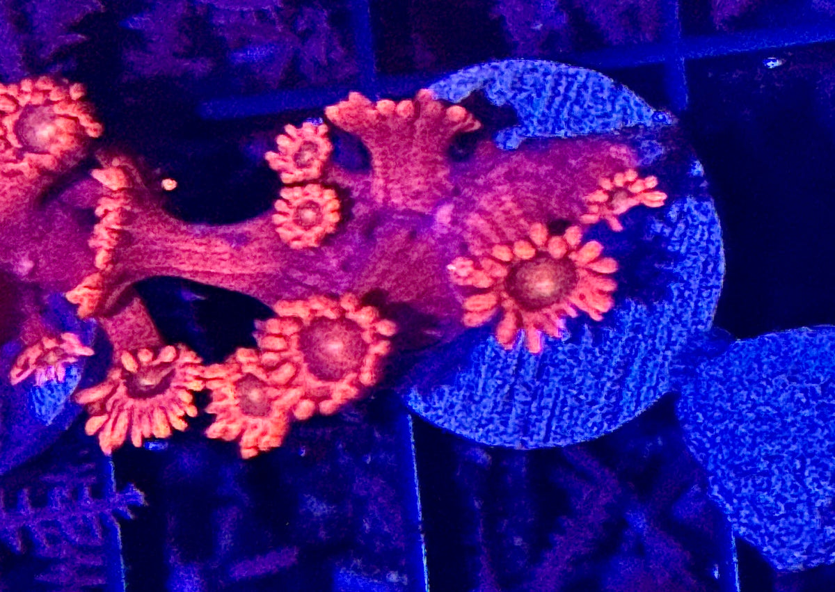 Red Gonipora Frag