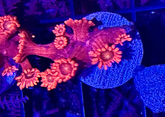 Red Gonipora Frag
