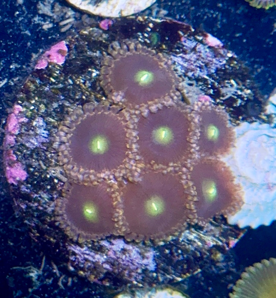 Zoa