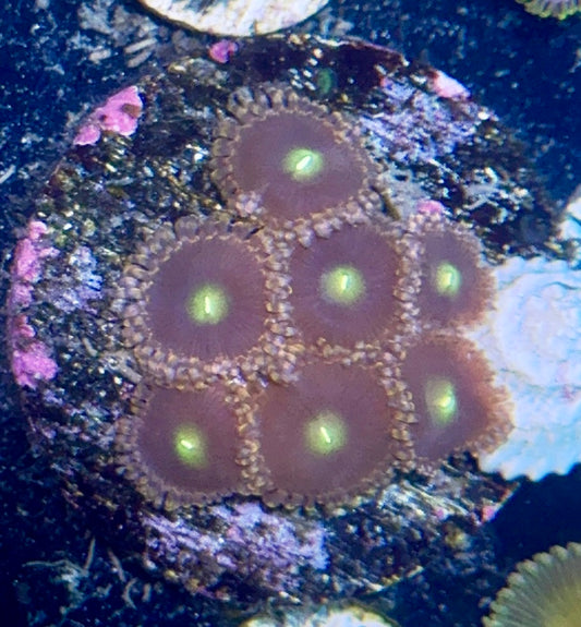 Zoa