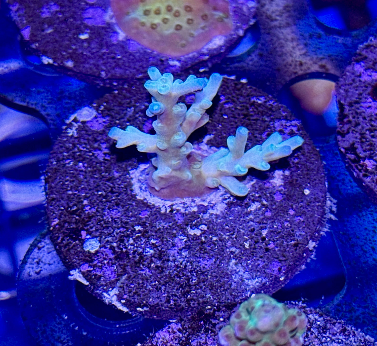 Acro Frag