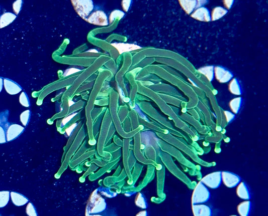 Green Torch