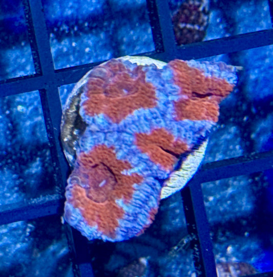 Acan Frag
