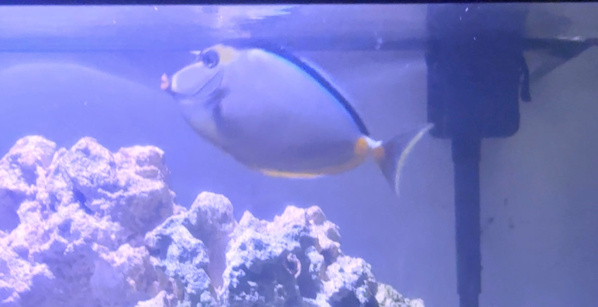Naso Tang 7” (Local Pick Up ONLY)