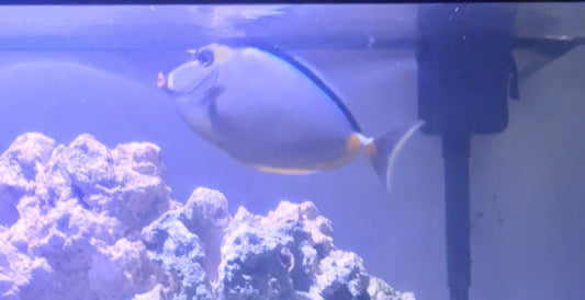 Naso Tang 7” (Local Pick Up ONLY)