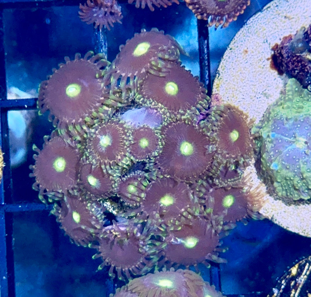 Zoa