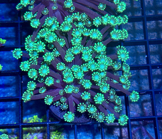 Gonipora Frag