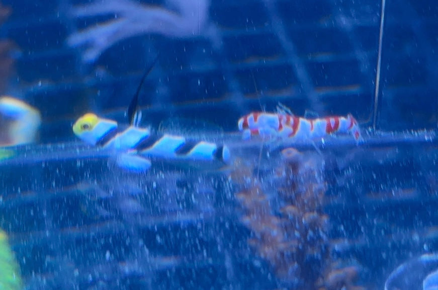 Jessica Stroup Goby Pair