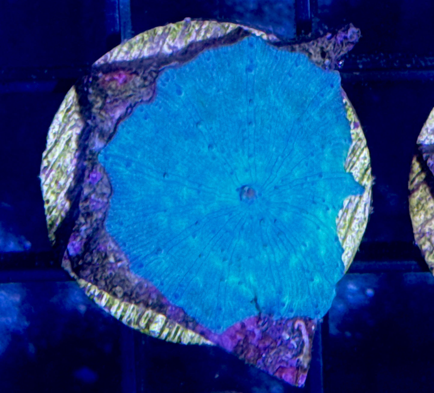 Blue Disco Mushroom