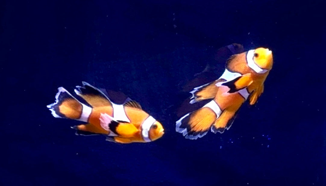 Longfin Clown Pair