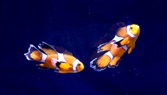 Longfin Clown Pair