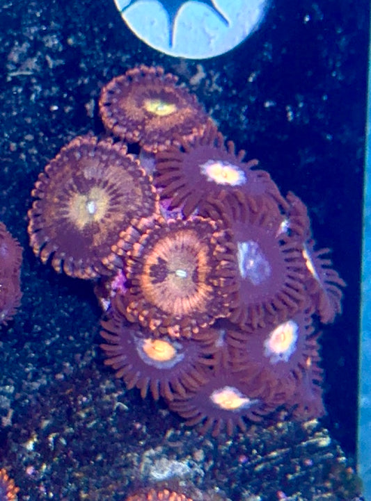 Zoa