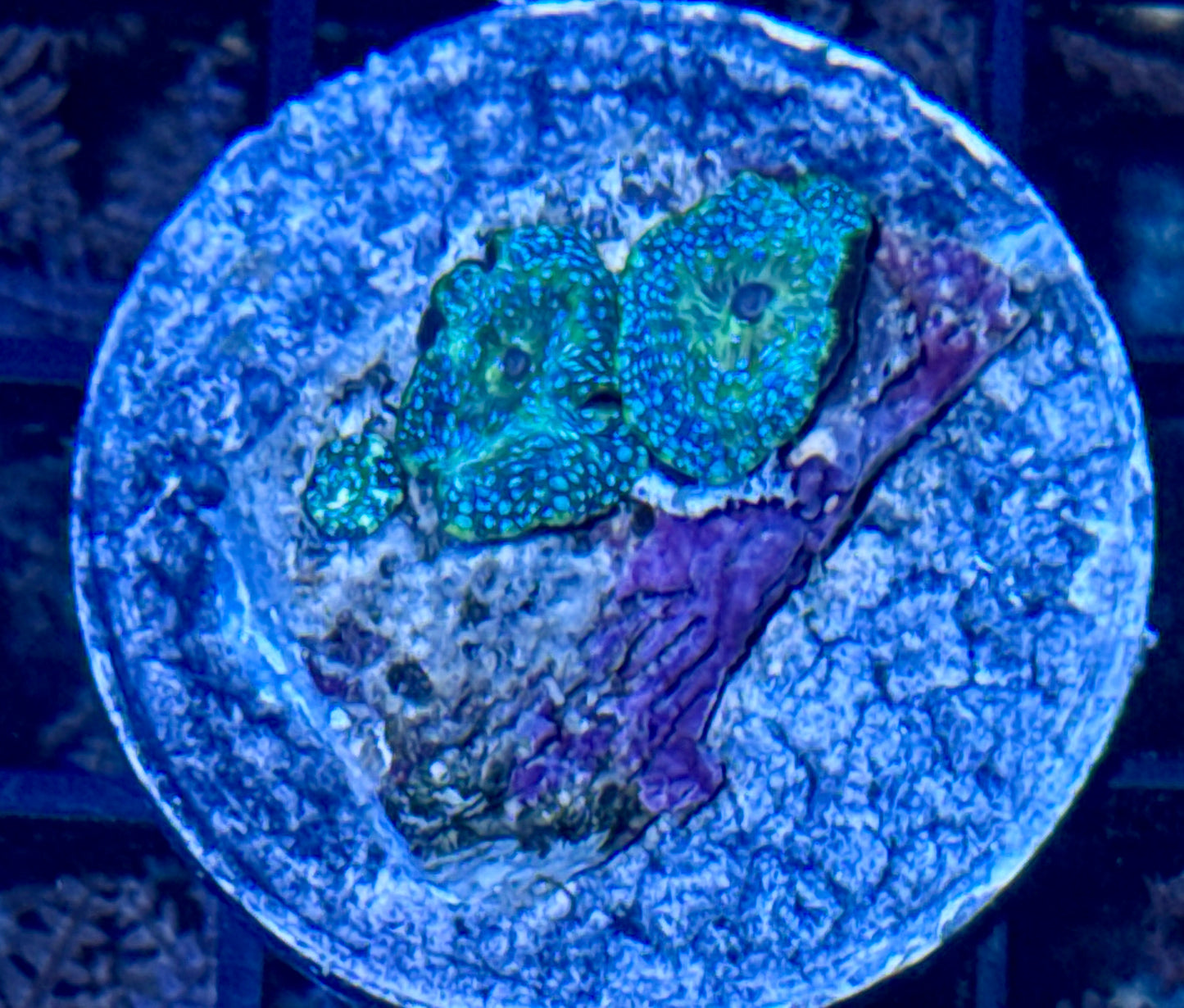Disco Mushroom Frag