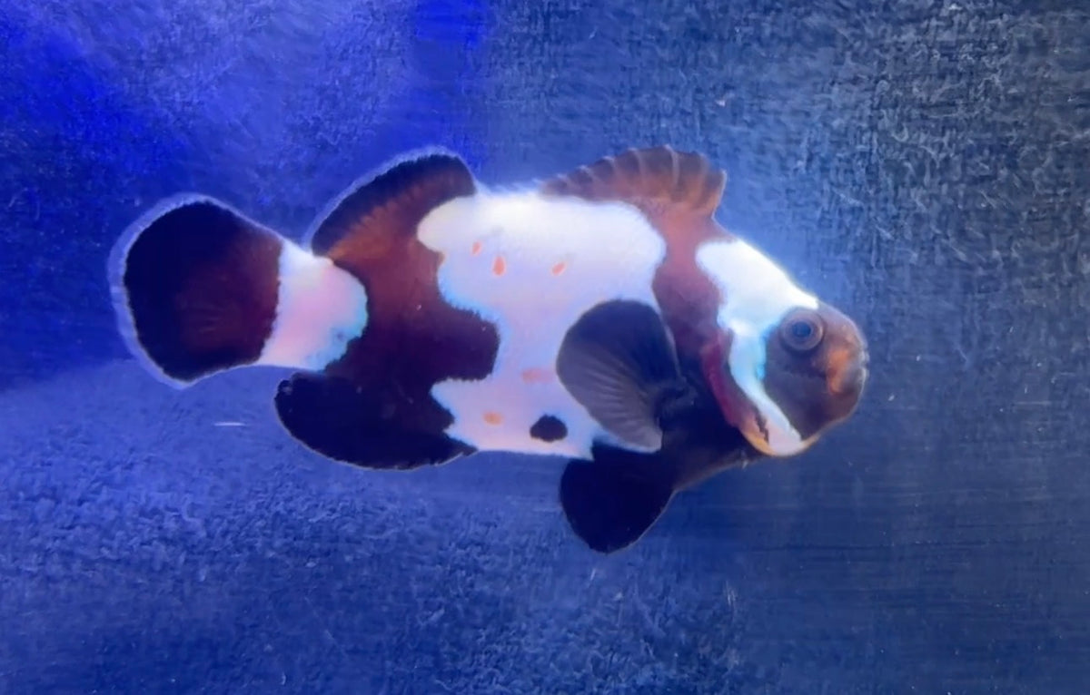 Gold Bullet Hole Black Snowflake Clown (Rescue)