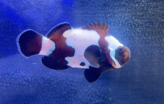 Gold Bullet Hole Black Snowflake Clown (Rescue)