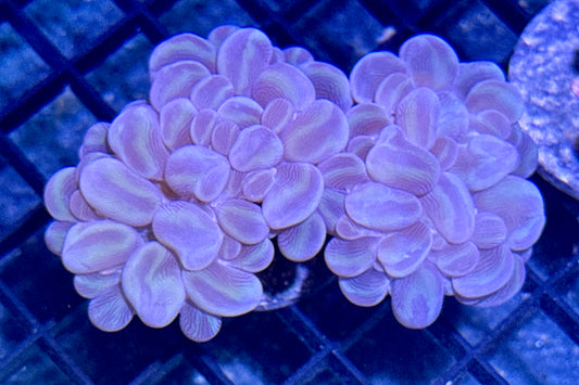Branching Bubble Coral