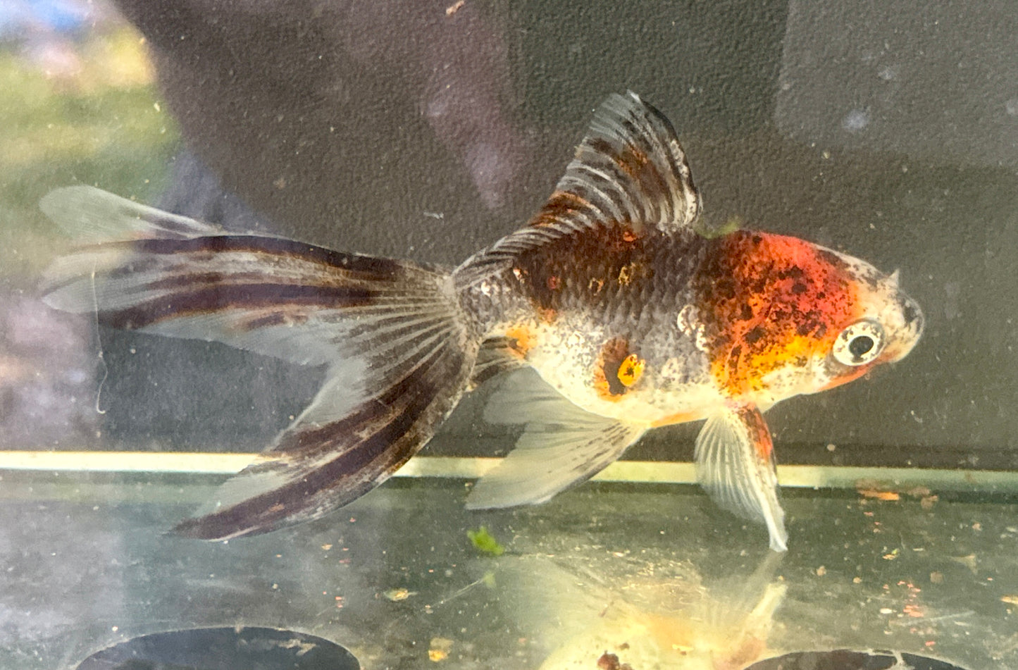 Calico Fantail 5”