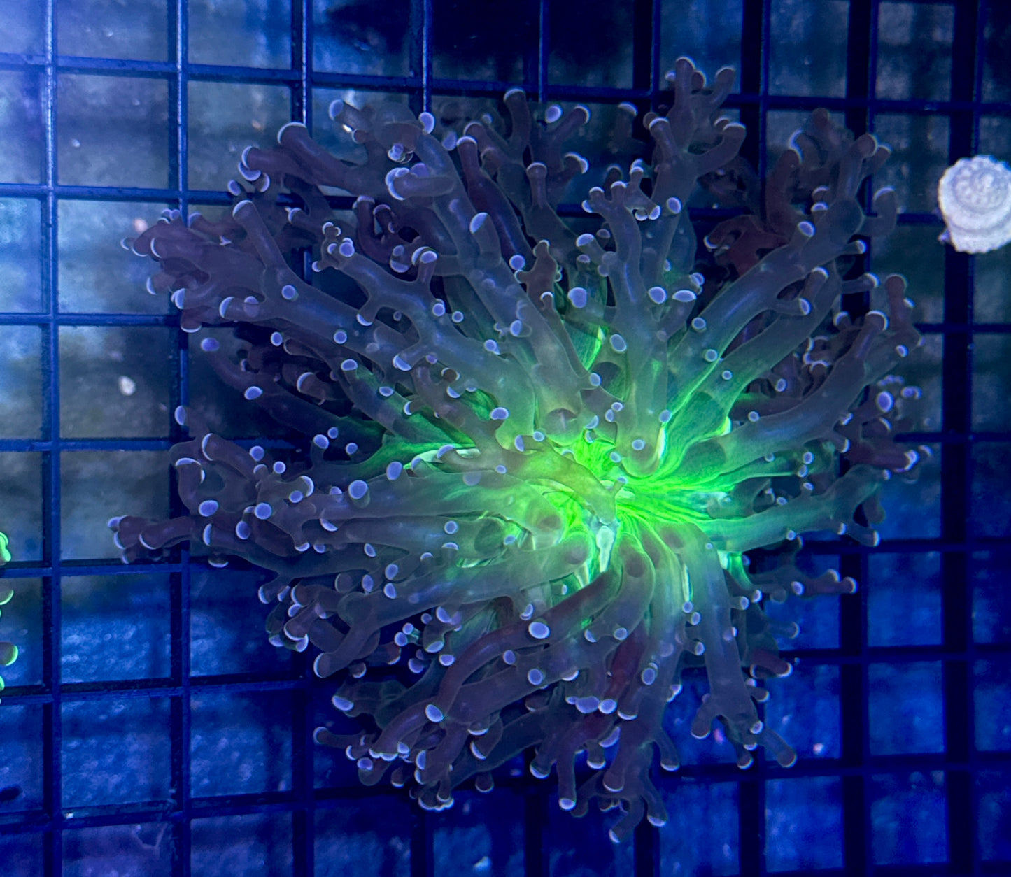 Branching Neon Green Center Frogspawn