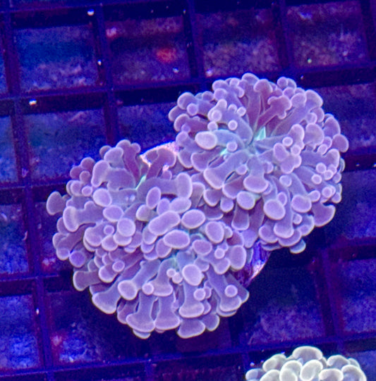 Peach with Green Center Branching Hammer