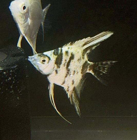 Marble Angelfish