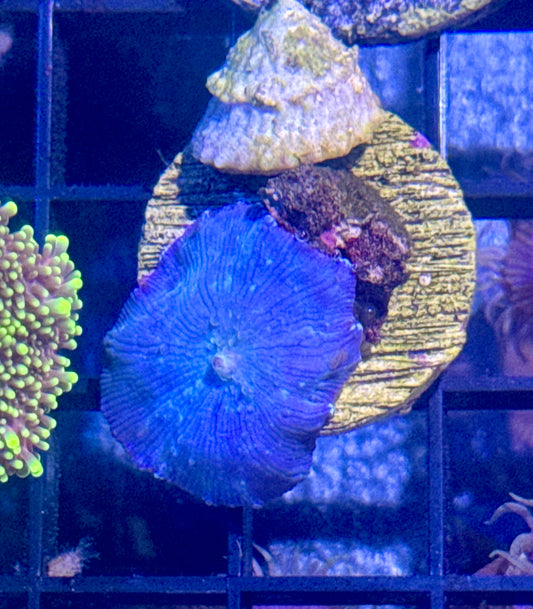 Blue Disco Mushroom