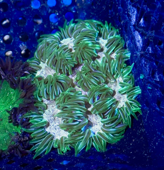 Rock Flower Anemone