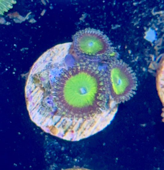 Zoa
