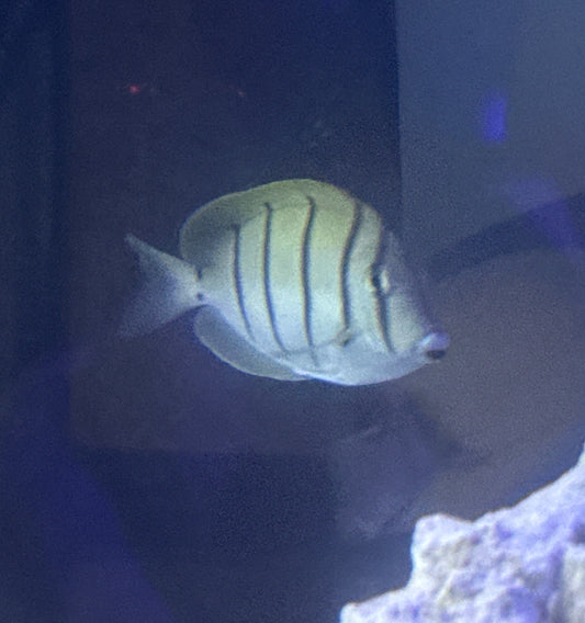 Convict Tang