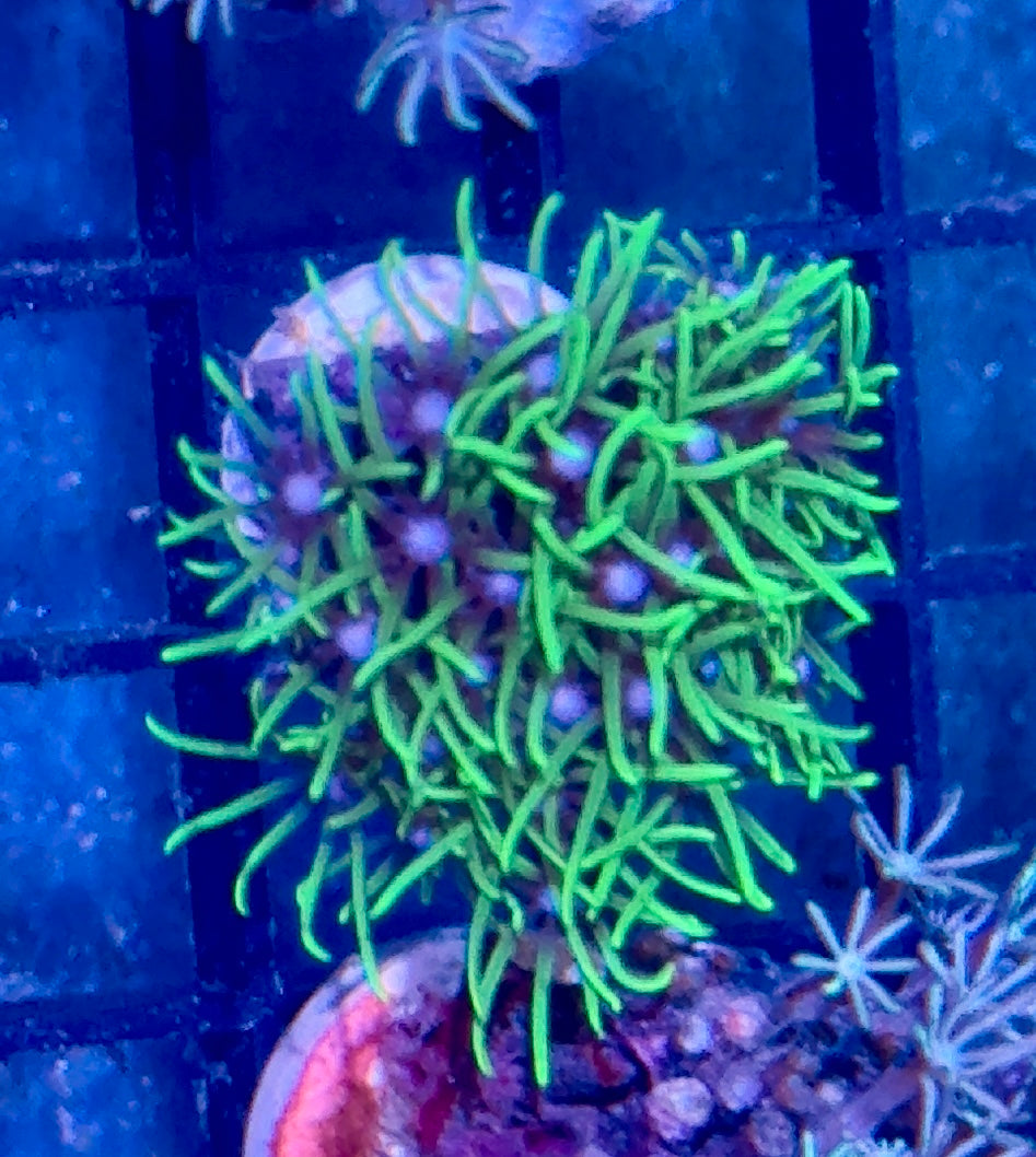 Green Star Polyp Frag