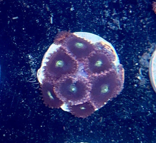 Zoa