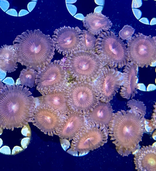 Zoa