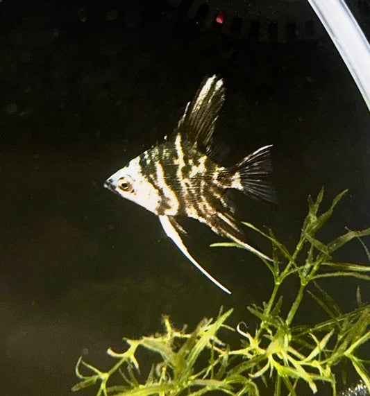Marble Angelfish