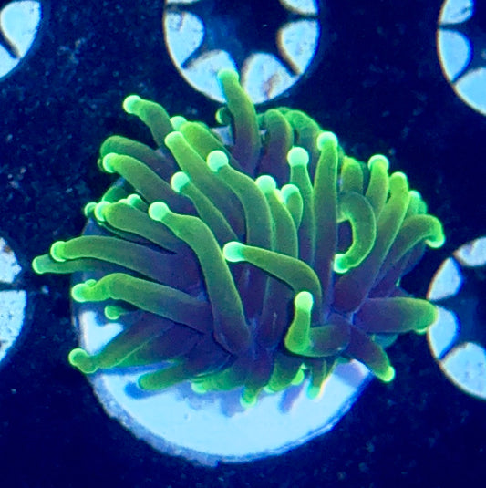 Highlighter Torch