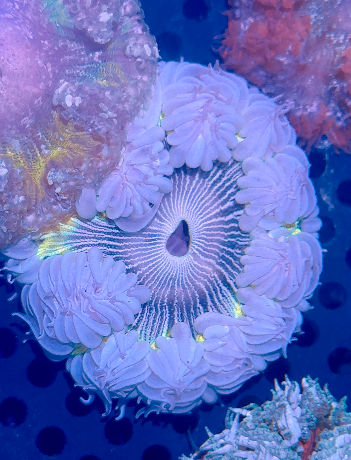 Rock Flower Anemone