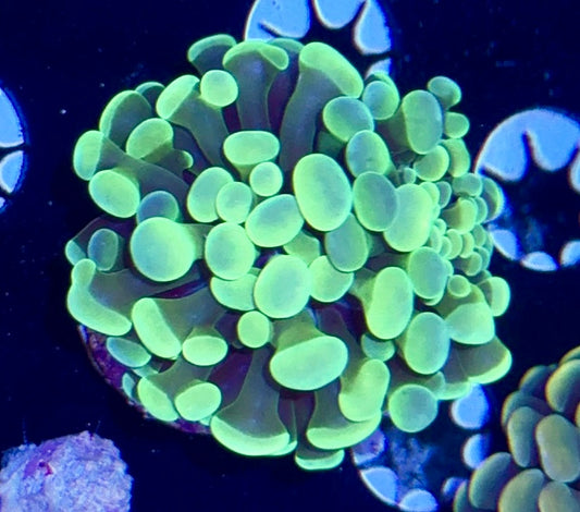 Hammer Frag