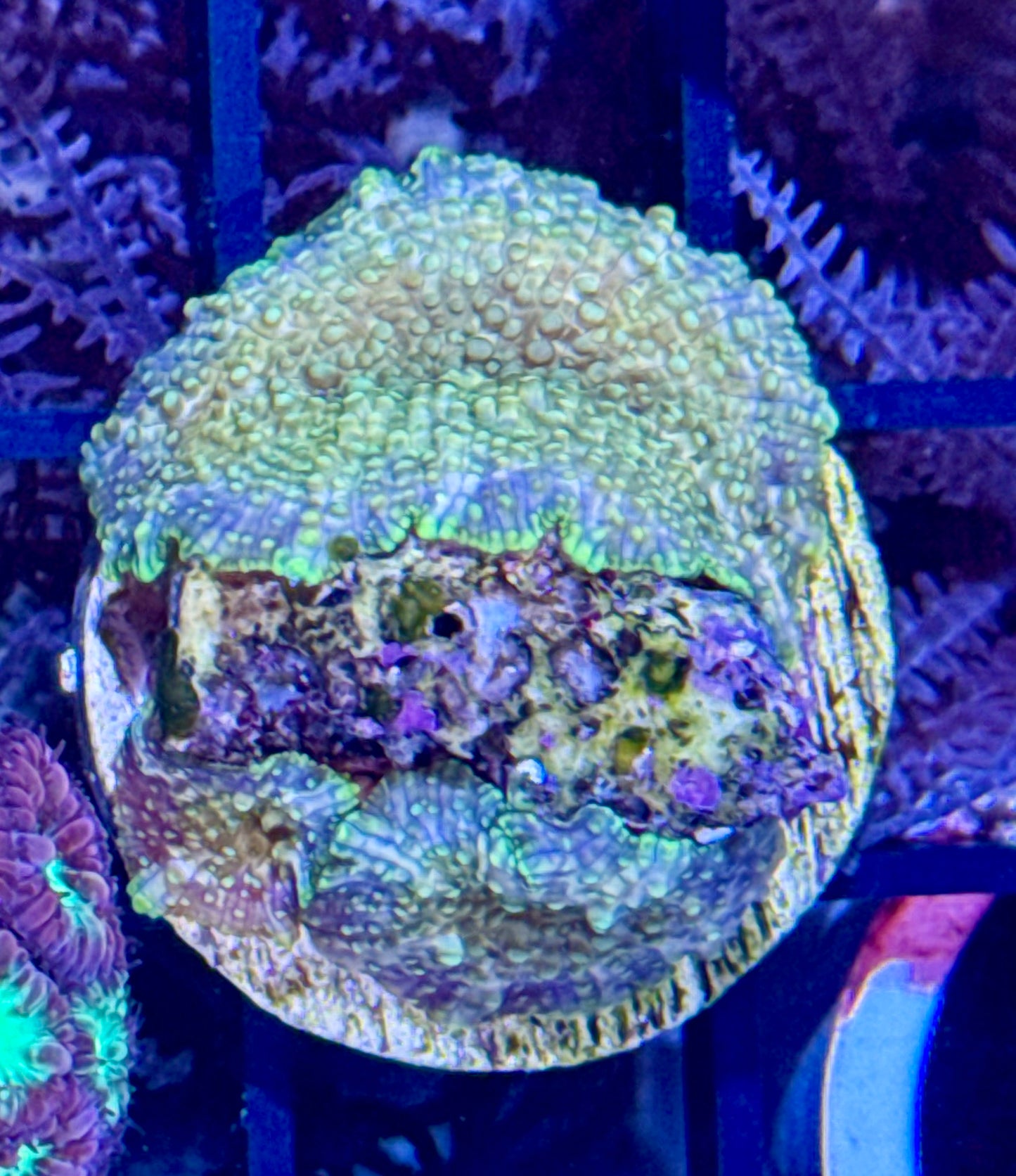 Mushroom Frag