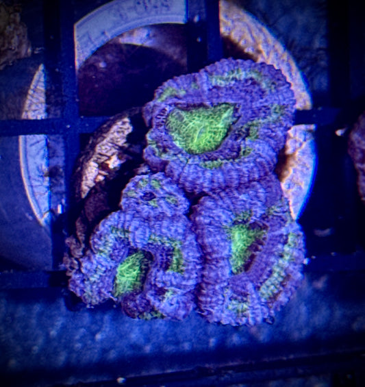 Acan Frag
