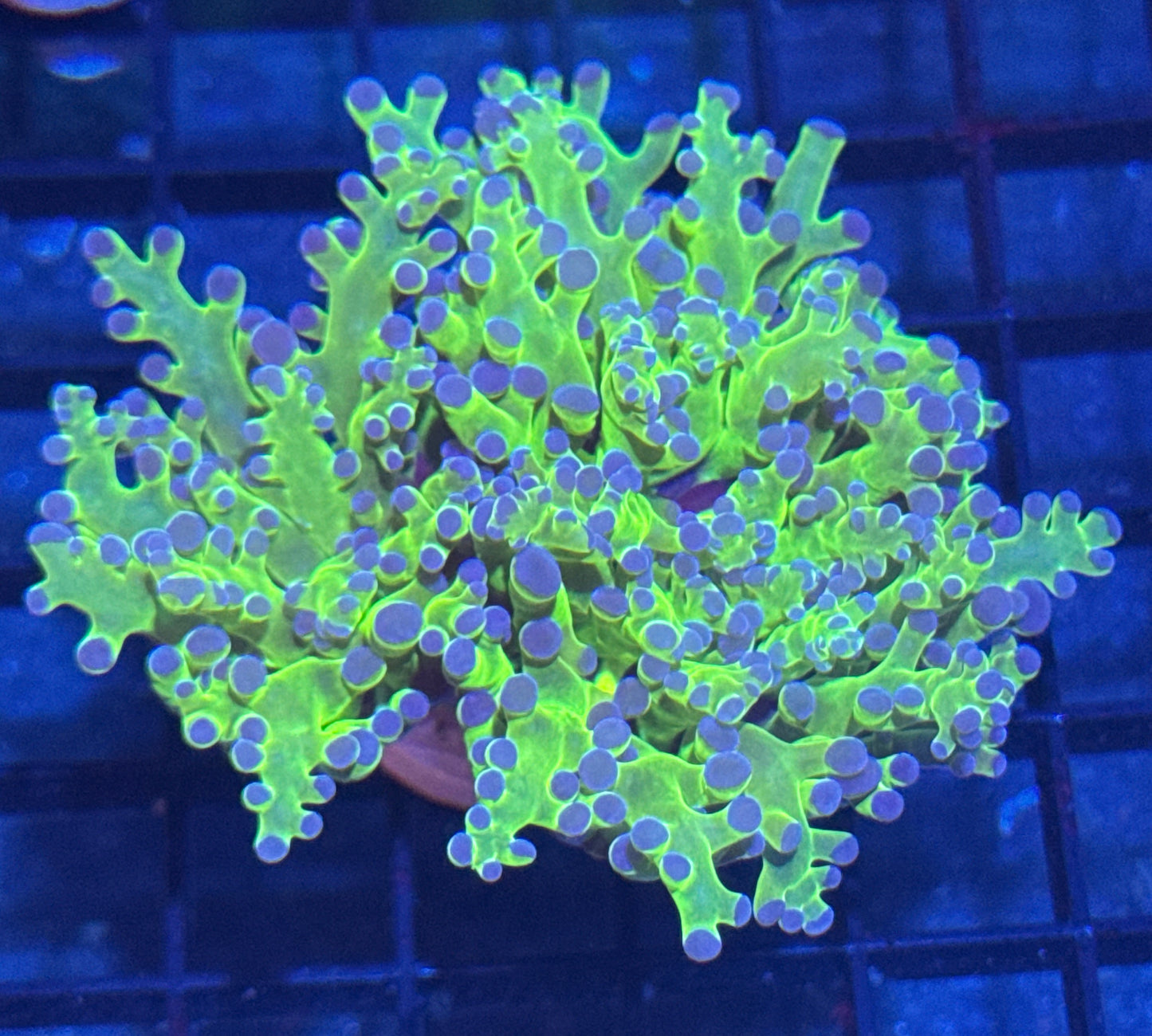 Purple Tip Frogspawn