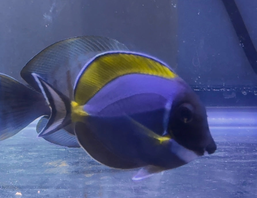 Powder Blue Tang