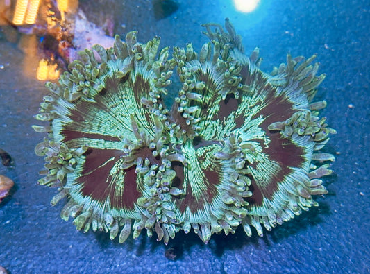 Elegance Coral