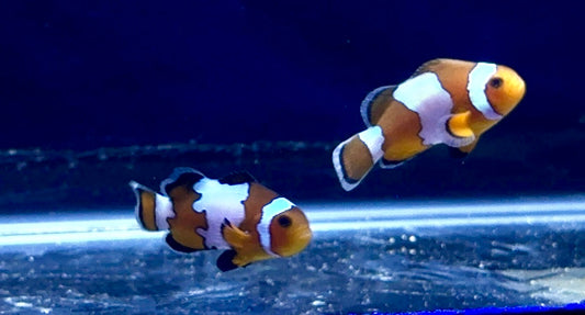 Snowflake Clown Pair Small